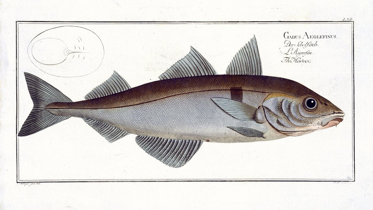 Haddock（Gadus Aeglefinus）来自&39;鱼类学，或一般和特殊的鱼类自然历史&39;的扁平LXII，由Marcus Elieser Bloch（1723-99）出版，出版于1785-99 作者 安德鲁·路德维希·克鲁格