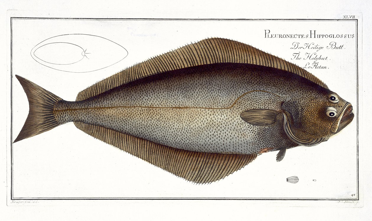 Halibut（Pleuronectes Hippoglossus）扁平XLVII来自&39;鱼类学，或一般和特殊的鱼类自然史&39;，由Marcus Elieser Bloch（1723-99），由FG Schmidt雕刻，出版 作者 安德鲁·路德维希·克鲁格