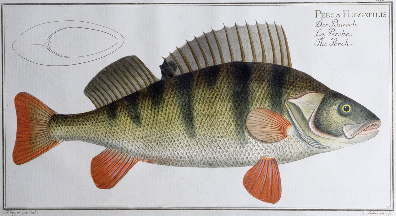 Perch：由Black发表，c.1790（打印） 作者 安德鲁·路德维希·克鲁格