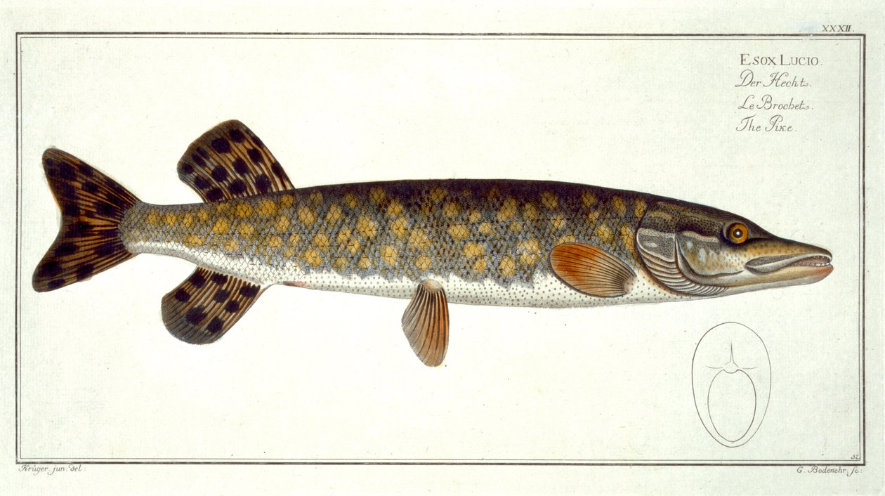 Pike（Esox Lucio）从“鱼类学，或一般和特殊的鱼类自然历史”中获得的板块XXXII，作者：Marcus Elieser Bloch（1723-99），由Gabriel Bodenehr（1673-1766）雕刻，出版c 作者 安德鲁·路德维希·克鲁格