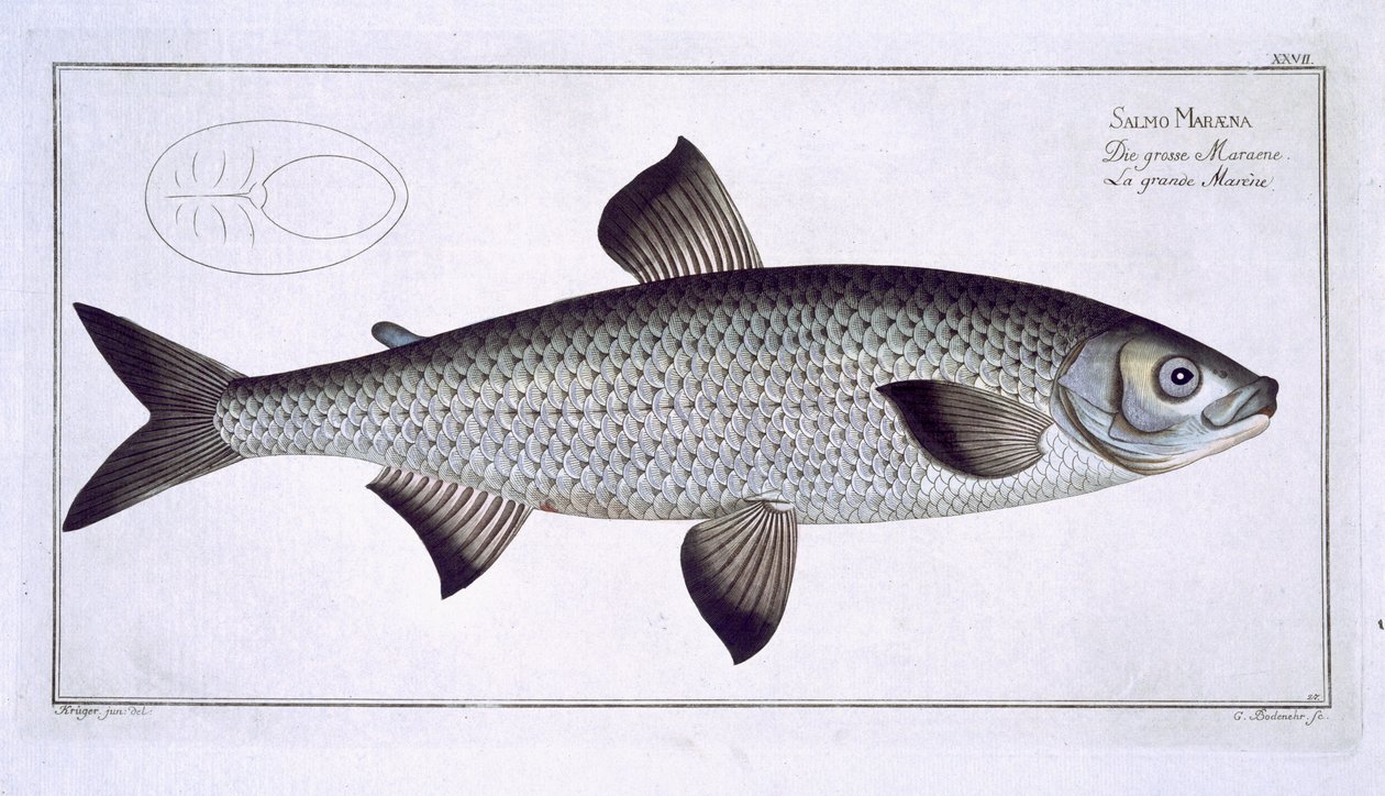 来自&39;鱼类学，或一般和特殊的鱼类自然史&39;的三文鱼（Salmo Maraena）盘子由Marcus Elieser Bloch（1723-99）拍摄，由Gabriel Bodenehr（1673-1766）刻，发表 作者 安德鲁·路德维希·克鲁格
