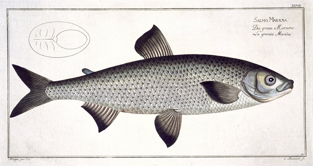 来自&39;鱼类学，或一般和特殊的鱼类自然史&39;的三文鱼（Salmo Maraena）盘子由Marcus Elieser Bloch（1723-99）拍摄，由Gabriel Bodenehr（1673-1766）刻，发表 作者 安德鲁·路德维希·克鲁格