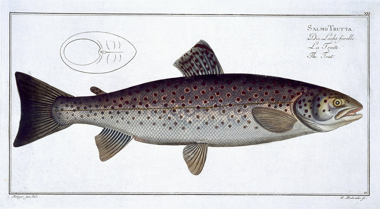 Sea Trout（Salmo Trutta）平面XXI来自&39;鱼类学，或一般和特殊的鱼类自然历史&39;，由Marcus Elieser Bloch（1723-99），由Gabriel Bodenehr（1673-1766）雕刻，发表 作者 安德鲁·路德维希·克鲁格