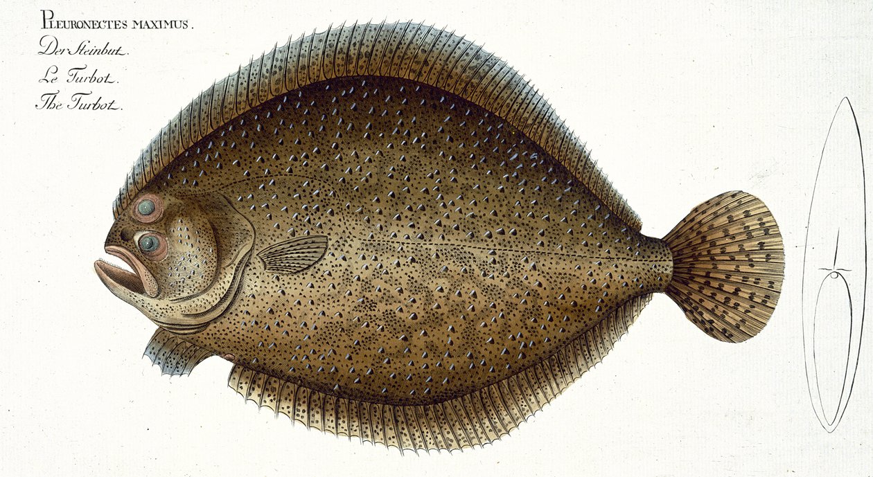 大菱鲆（Pleuronectes Maximus）来自&39;鱼类学，或一般和特殊的鱼类自然史&39;的扁平XLIX，由Marcus Elieser Bloch（1723-99）出版，出版于1785-99 作者 安德鲁·路德维希·克鲁格