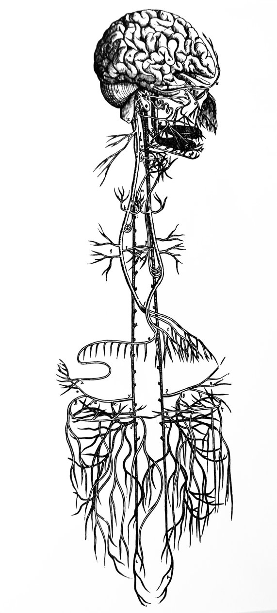 De Humani Corporis Fabrica第四书中的版画 作者 安德鲁·维萨利厄斯