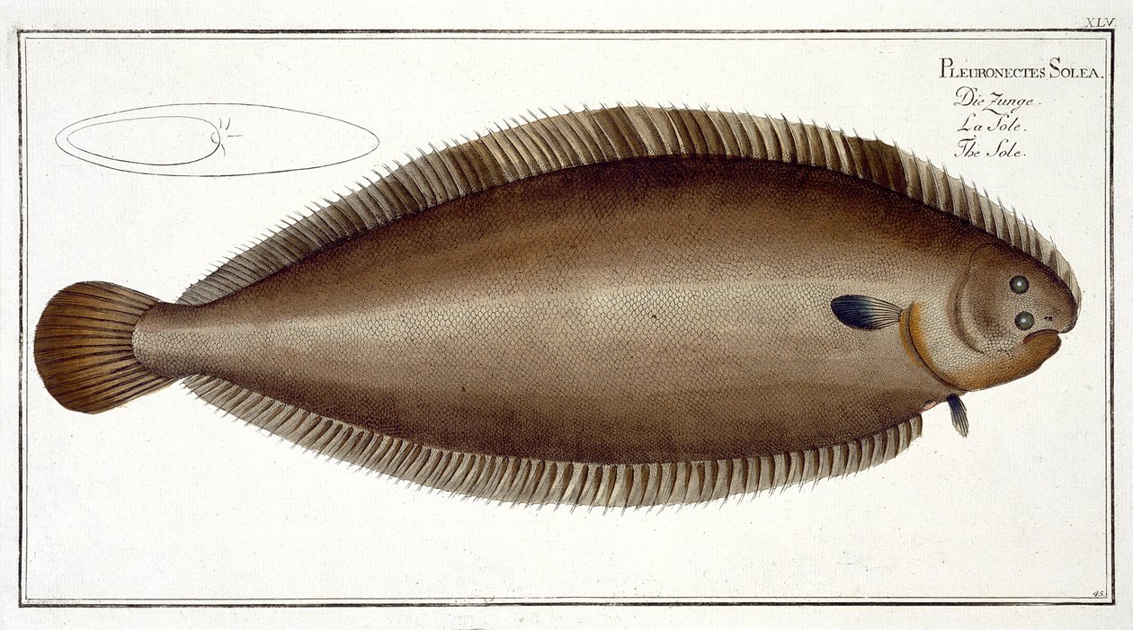 Dover Sole（Solea Solaea）来自&39;Ichthyology，或一般自然历史和特殊鱼类&39;的扁平XLV，由Marcus Elieser Bloch（1723-99），由Gabriel Bodenehr（1673-1766）雕刻，出版 作者 安德鲁·路德维希·克鲁格