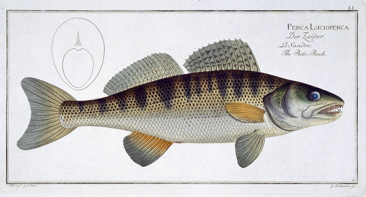 来自&39;Ichthyology，或一般自然历史和特殊鱼类&39;的Pike-perch（Perca lucioperca）板块，由Marcus Elieser Bloch（1723-99）雕刻，由Gabriel Bodenehr（1673-1766）雕刻，酒吧 作者 安德鲁·路德维希·克鲁格