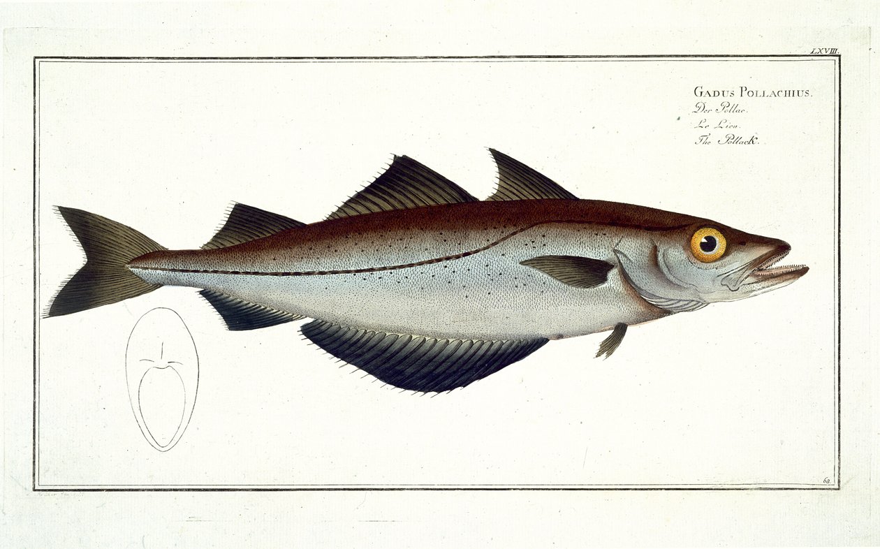 Pollack（Pollachius pollachius）来自&39;鱼类学，或鱼类的天然和一般自然历史&39;的扁平LXVIII，作者Marcus Elieser Bloch（1723-99），由Gabriel Bodenehr（1673-1766）雕刻 作者 安德鲁·路德维希·克鲁格