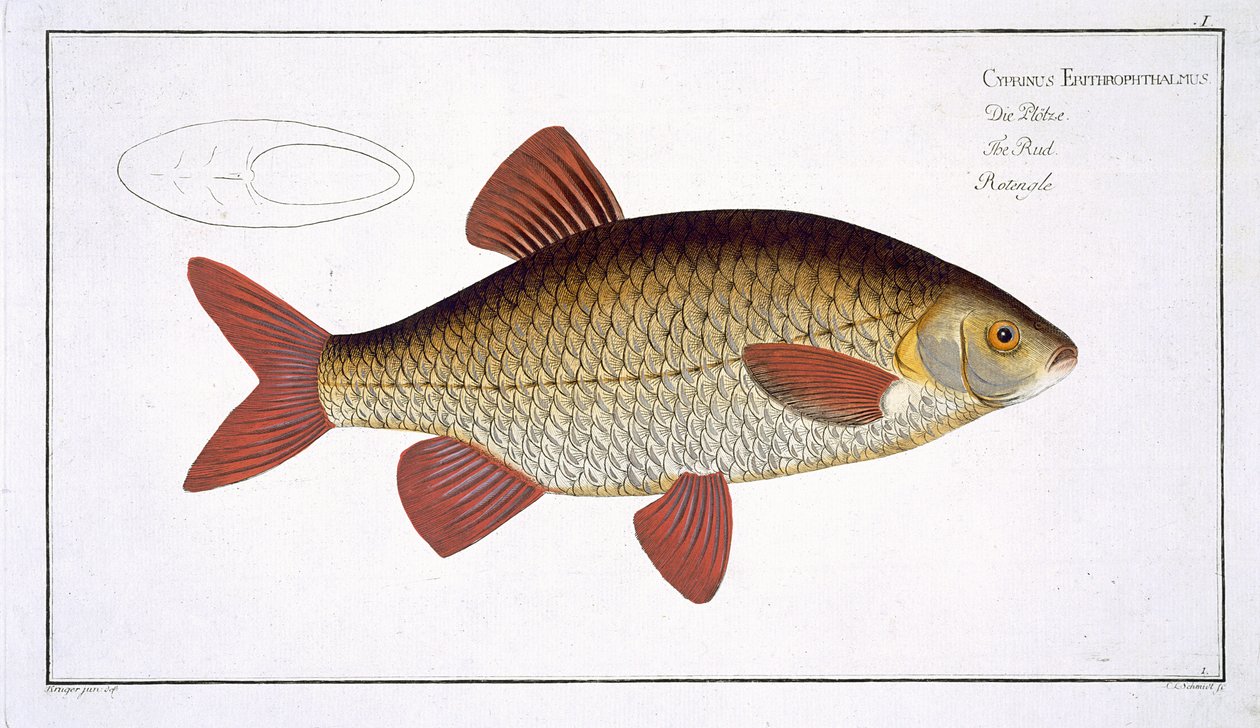 红鲤（Cyprinus Erithrophthalmus）板块来自&39;鱼类学，或一般和特殊的鱼类自然史&39;，由Marcus Elieser Bloch（1723-99），由Gabriel Bodenehr（1673-1766）雕刻 作者 安德鲁·路德维希·克鲁格