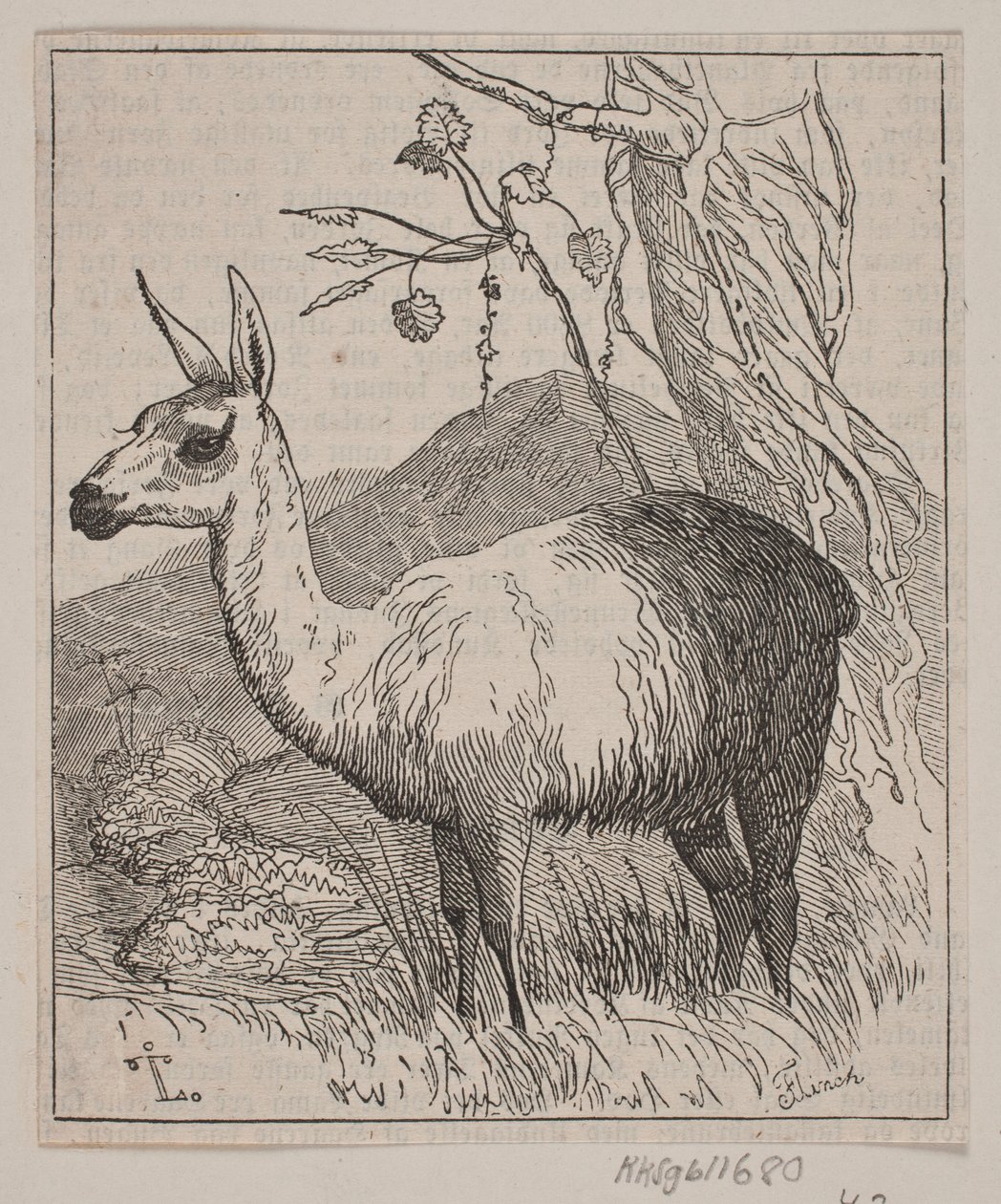 En lama 作者 安德鲁·弗林奇