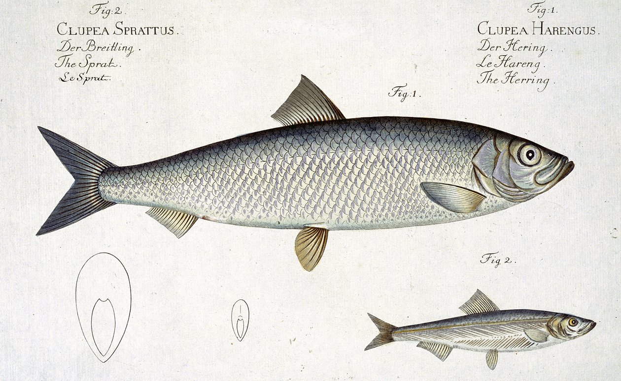 鲱鱼（Clupea Harengus）（图1）和Sprat（Clupea Sprattus）平面的XXIX来自&39;鱼类学，或一般和特殊的鱼类自然历史&39;，由Marcus Elieser Bloch（1723-99）雕刻 作者 安德鲁·路德维希·克鲁格