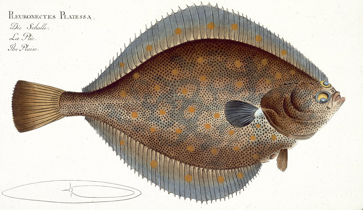 Plaice（Pleuronectes Platessa）扁平XLII来自&39;鱼类学，或一般和特殊的鱼类自然史&39;，作者Marcus Elieser Bloch（1723-99），出版于1785-99 作者 安德鲁·路德维希·克鲁格
