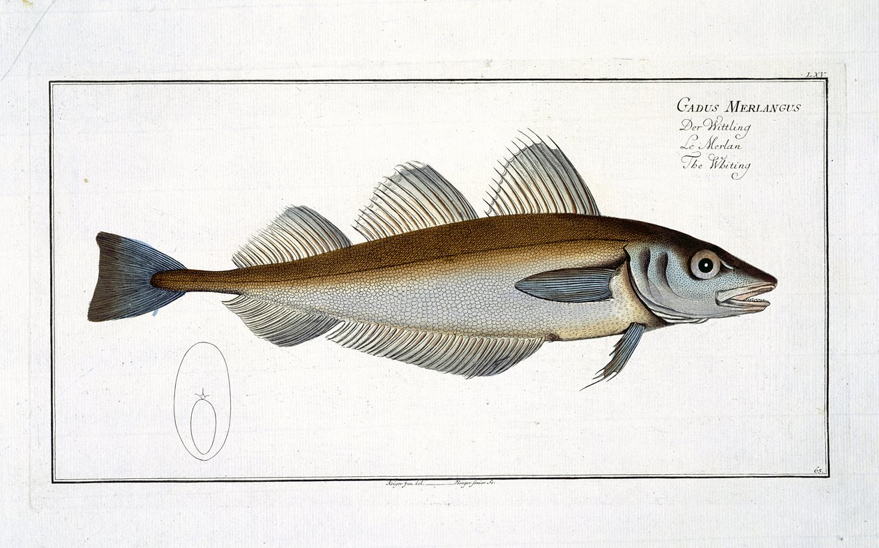 Whiting（Gadus Merlangus）扁平LXV来自&39;鱼类学，或自然和一般的鱼类自然史&39;，作者Marcus Elieser Bloch（1723-99），出版于1785-99 作者 安德鲁·路德维希·克鲁格