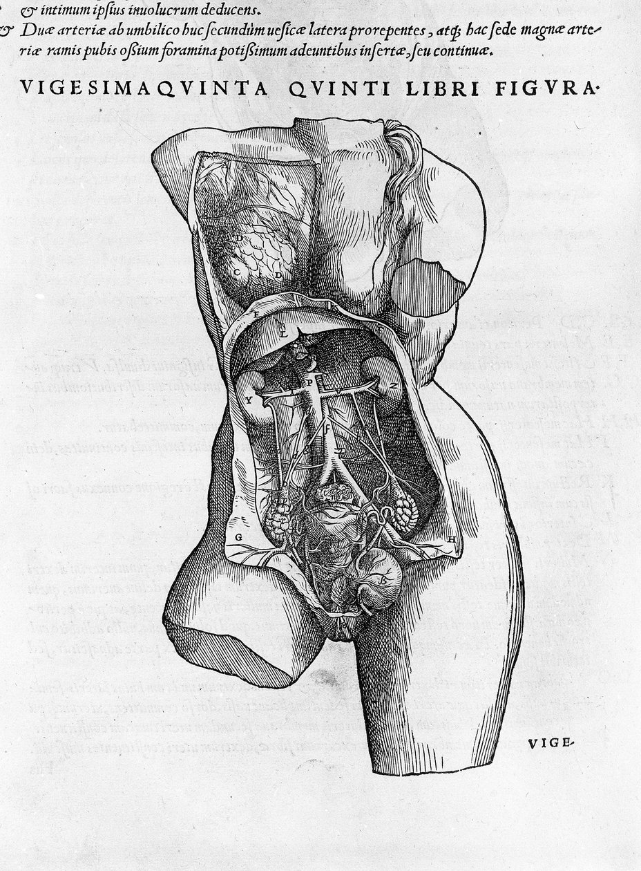 女性胸围的解剖板。 肖像“”在人体七“” Andrea Vesalio (1514-1564) 查尔斯五世博士，贝拉 1543 年。 作者 安德鲁·维萨利厄斯