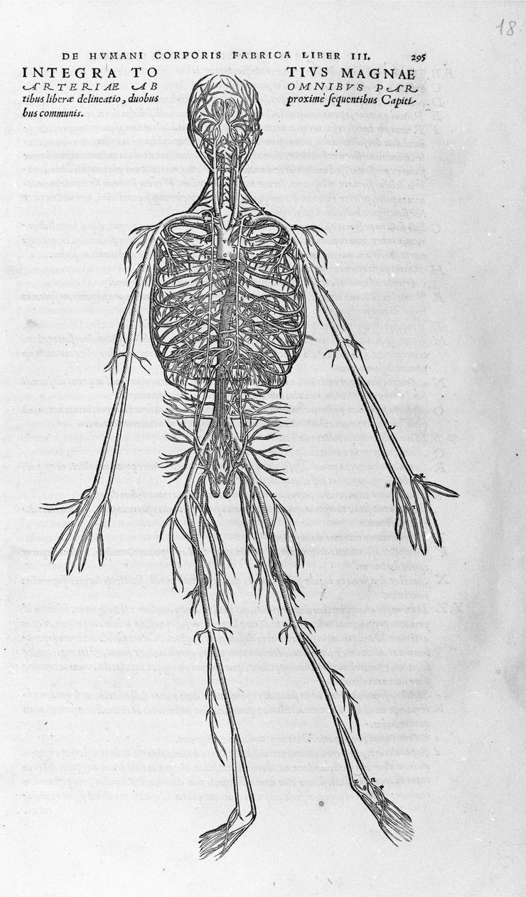 Andrea Vesalio (1514 - 1564), doctor of Charles V. “Humani corporis fabrica libri septem”, Basel 1543. 作者 安德鲁·维萨利厄斯