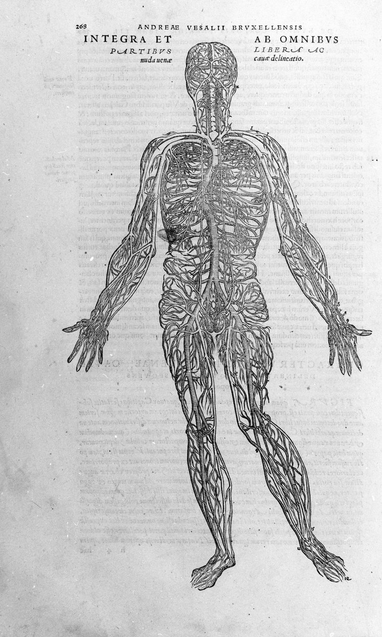 安德烈-维萨利奥（1514 - 1564），查理五世的医生。"Humani corporis fabrica libri septem"，1543年巴塞尔。 作者 安德鲁·维萨利厄斯