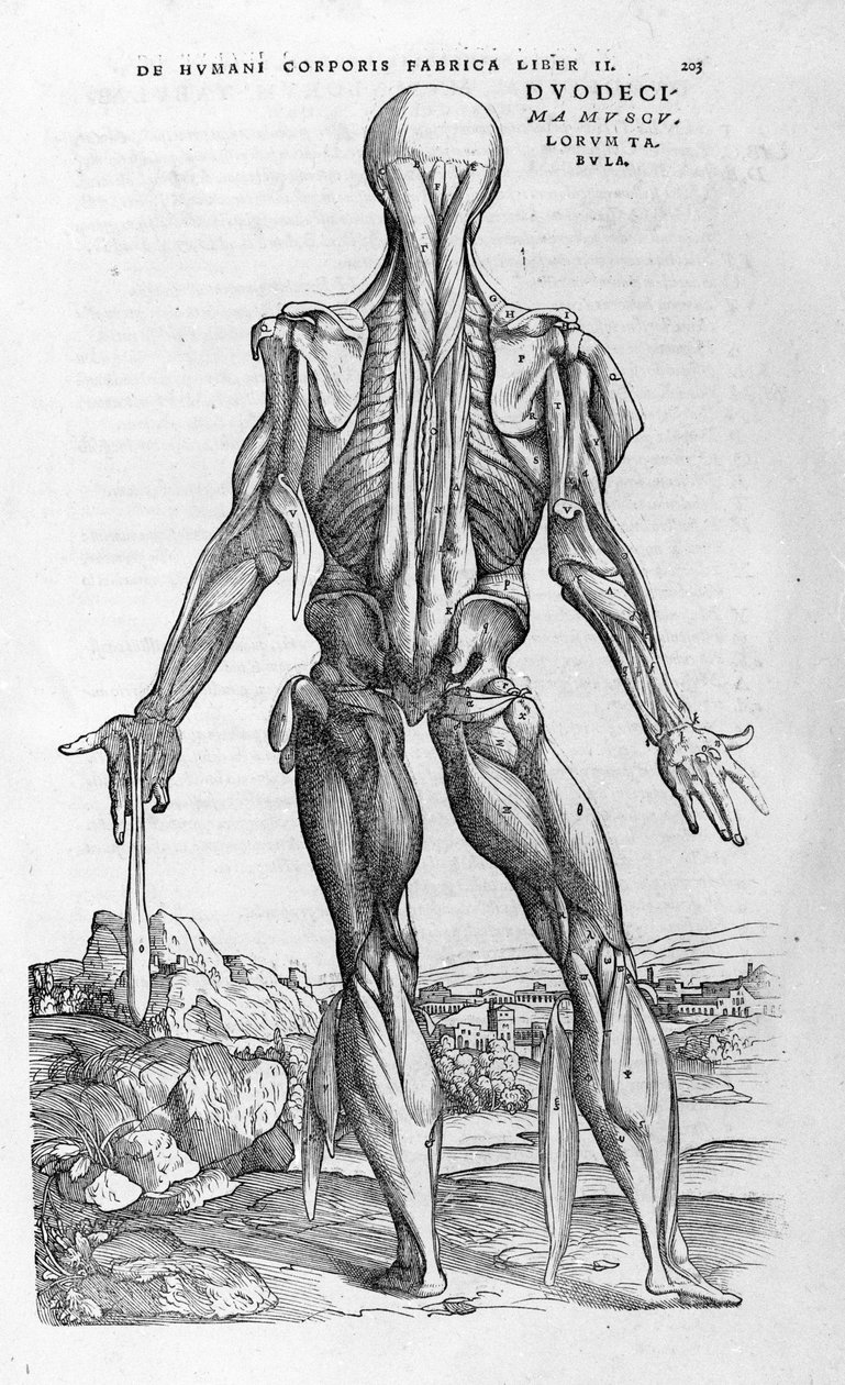 Vesalius (1514 - 1564)，查理五世博士“人体七”，巴塞尔 1543。 作者 安德鲁·维萨利厄斯