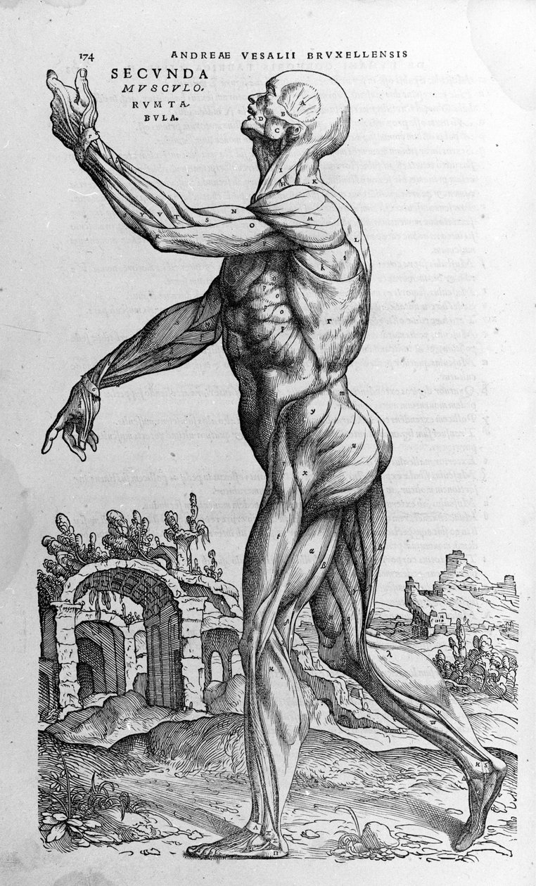 Andrea Vesalio (1514 - 1564), doctor of Charles V. “Humani corporis fabrica libri septem”, Basel 1543. 作者 安德鲁·维萨利厄斯