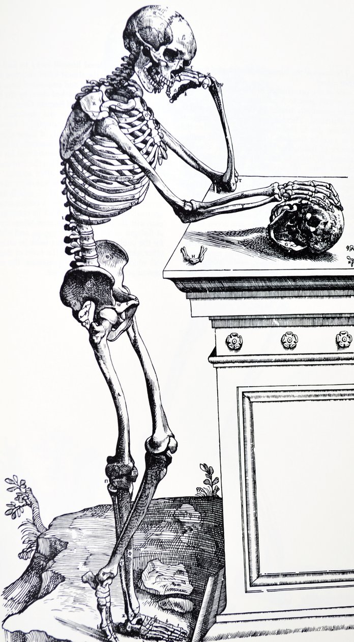 手持头骨的人体骨骼。选自维萨留斯的《De Humani Corporis Fabrica》。可能的樵夫：Jan von Calcar 作者 安德鲁·维萨利厄斯