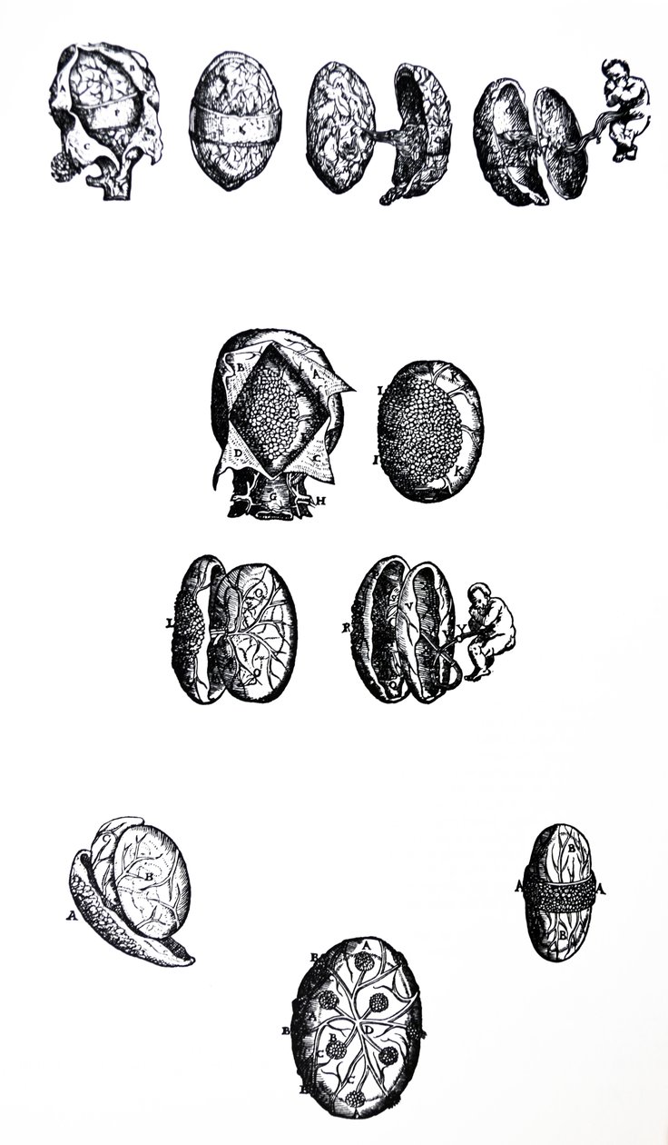 De Humani Corporis Fabrica第五卷中的版画 作者 安德鲁·维萨利厄斯