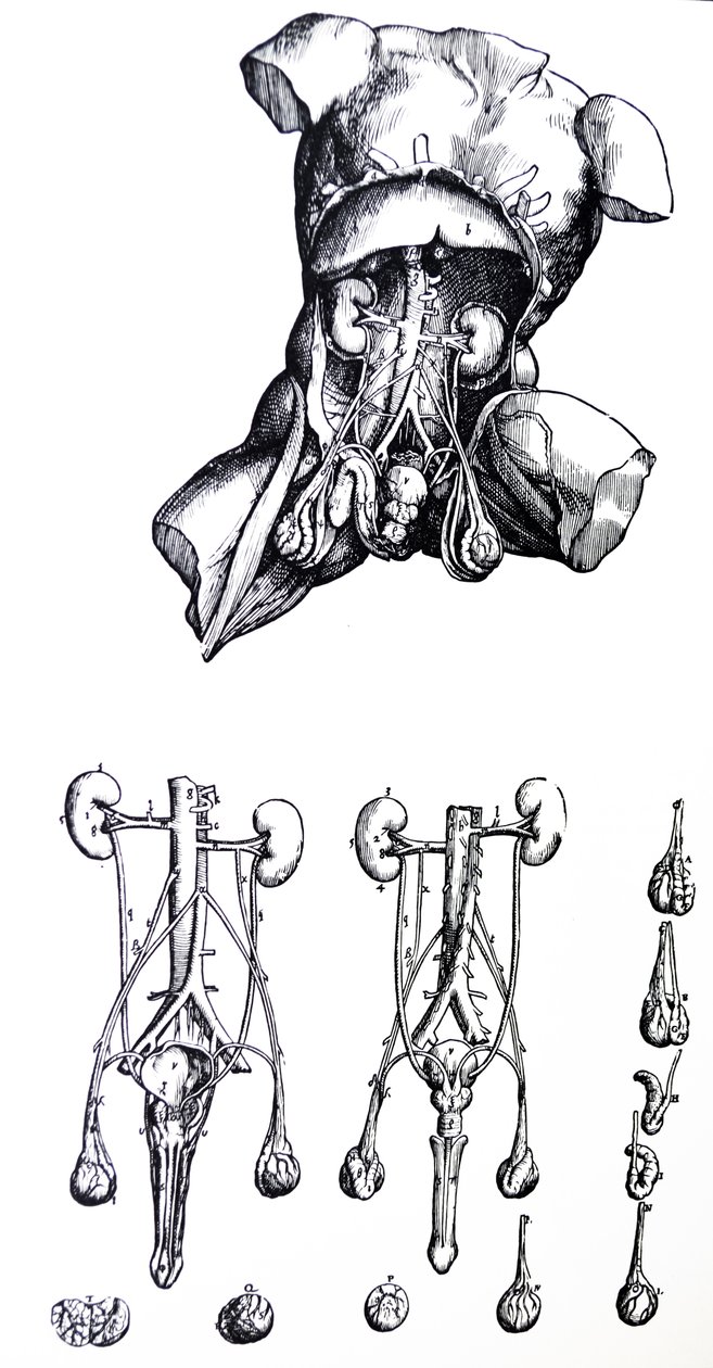 De Humani Corporis Fabrica第五卷中的版画 作者 安德鲁·维萨利厄斯