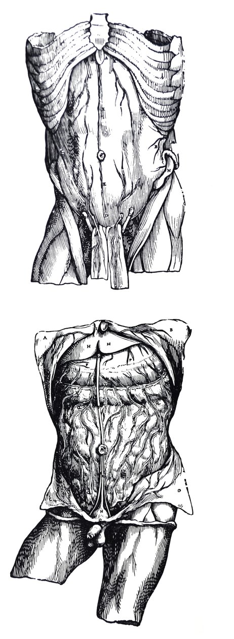 De Humani Corporis Fabrica第五卷中的版画 作者 安德鲁·维萨利厄斯