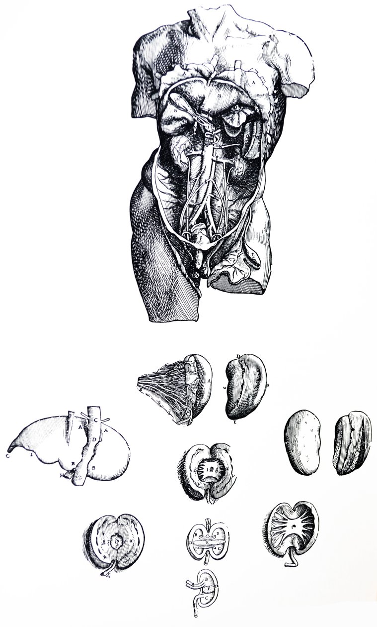 De Humani Corporis Fabrica第五卷中的版画 作者 安德鲁·维萨利厄斯