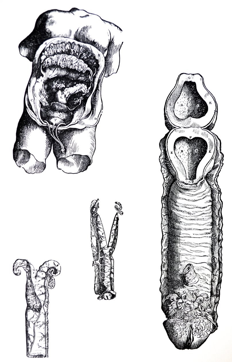 De Humani Corporis Fabrica第五卷中的版画 作者 安德鲁·维萨利厄斯