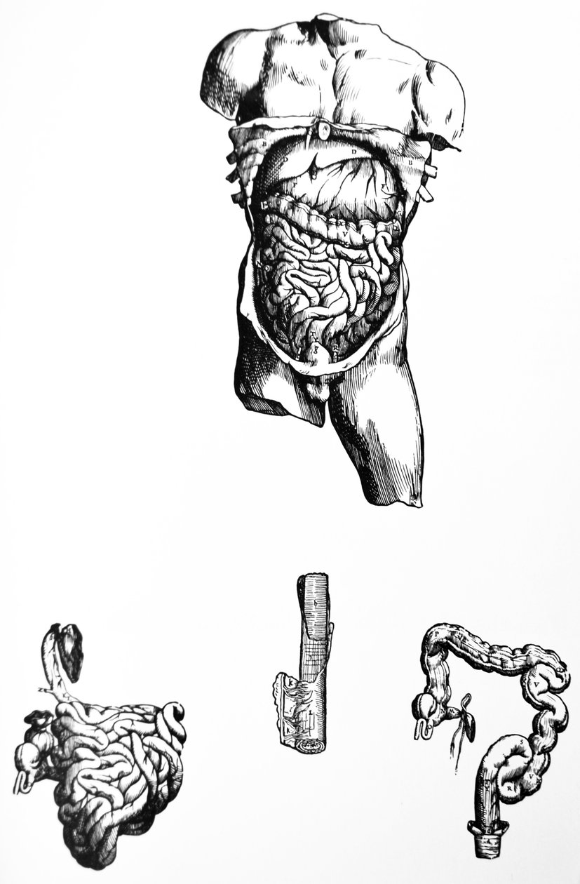 De Humani Corporis Fabrica第五卷中的版画 作者 安德鲁·维萨利厄斯