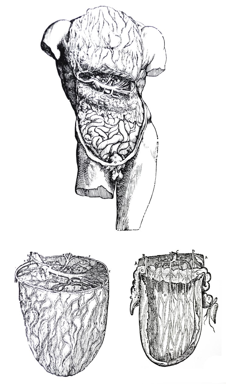 De Humani Corporis Fabrica第五卷中的版画 作者 安德鲁·维萨利厄斯