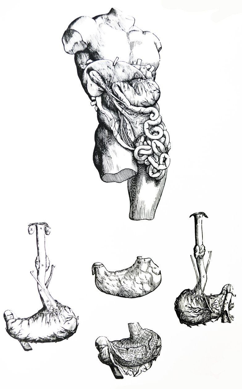 De Humani Corporis Fabrica第五卷中的版画 作者 安德鲁·维萨利厄斯