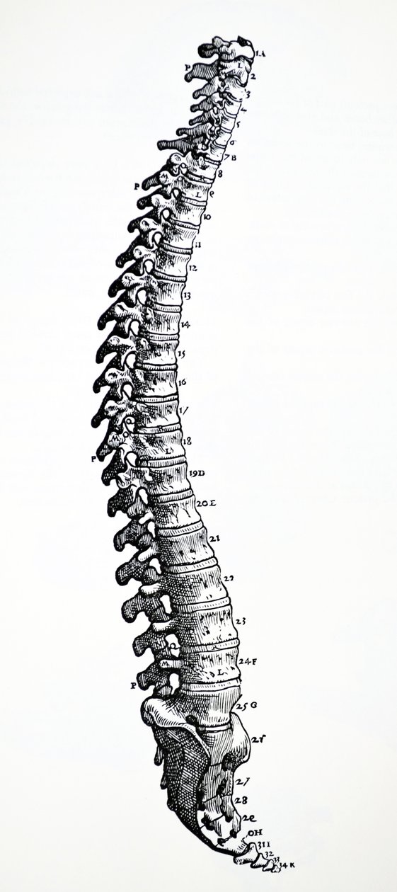 De Humani Corporis Fabrica第一本书中的版画 作者 安德鲁·维萨利厄斯
