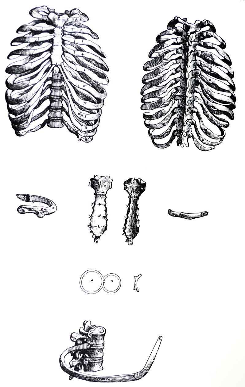 De Humani Corporis Fabrica第一本书中的版画 作者 安德鲁·维萨利厄斯