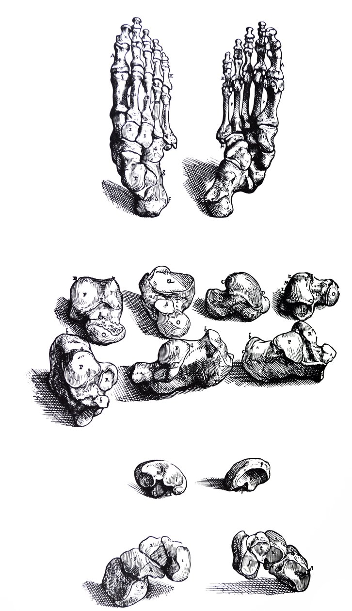 De Humani Corporis Fabrica第一本书中的版画 作者 安德鲁·维萨利厄斯
