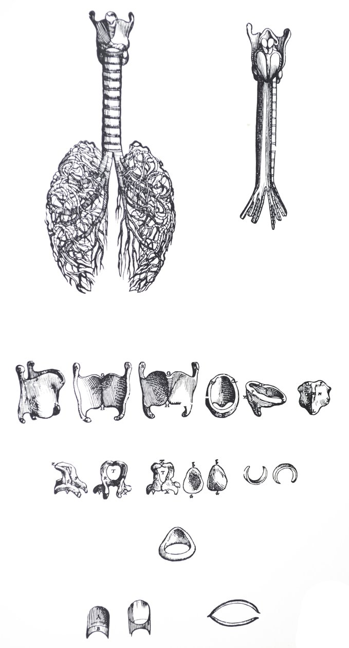De Humani Corporis Fabrica第一本书中的版画 作者 安德鲁·维萨利厄斯