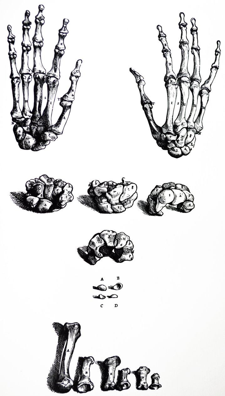 De Humani Corporis Fabrica第一本书中的版画 作者 安德鲁·维萨利厄斯