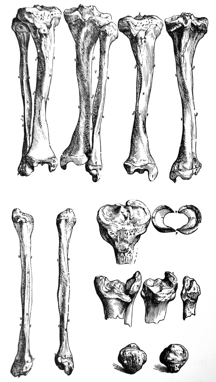 De Humani Corporis Fabrica第一本书中的版画 作者 安德鲁·维萨利厄斯