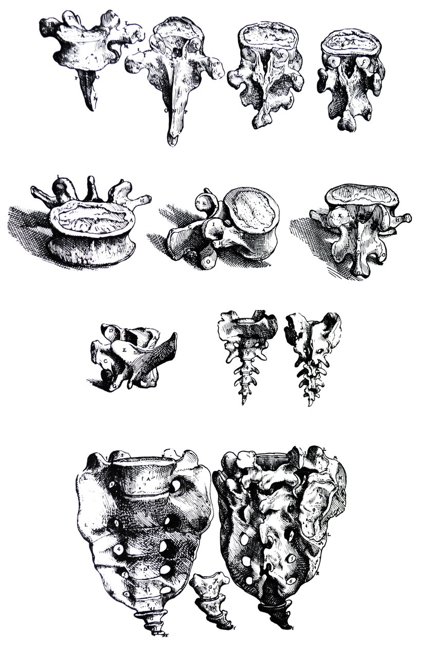 De Humani Corporis Fabrica第一本书中的版画 作者 安德鲁·维萨利厄斯