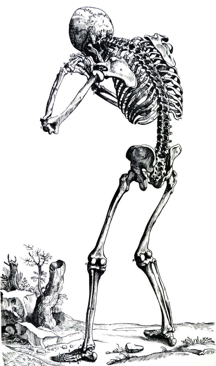 De Humani Corporis Fabrica第一本书中的版画 作者 安德鲁·维萨利厄斯