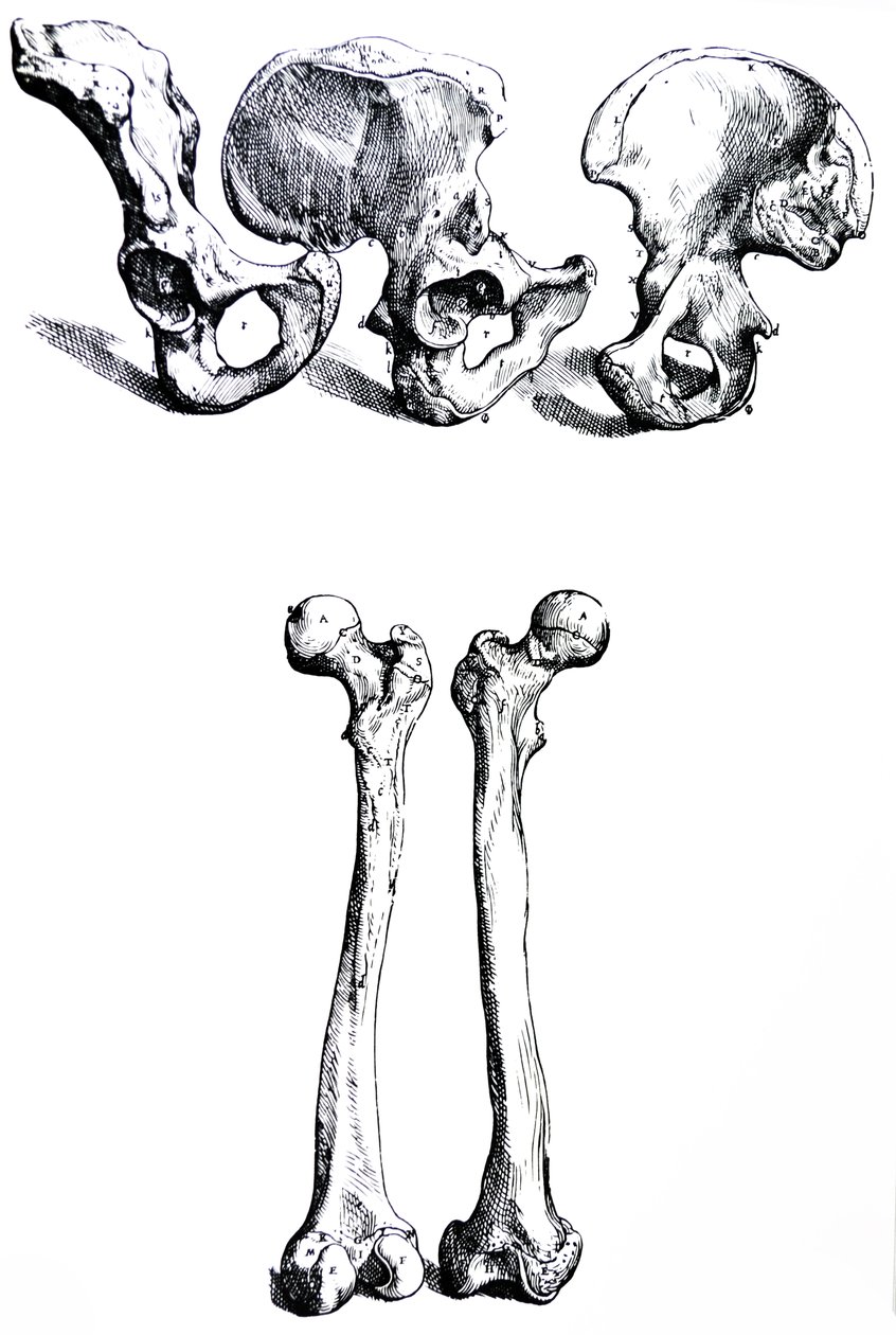 De Humani Corporis Fabrica第一本书中的版画 作者 安德鲁·维萨利厄斯