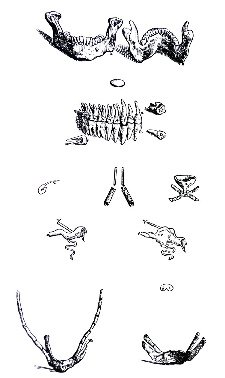 De Humani Corporis Fabrica第一本书中的版画 作者 安德鲁·维萨利厄斯