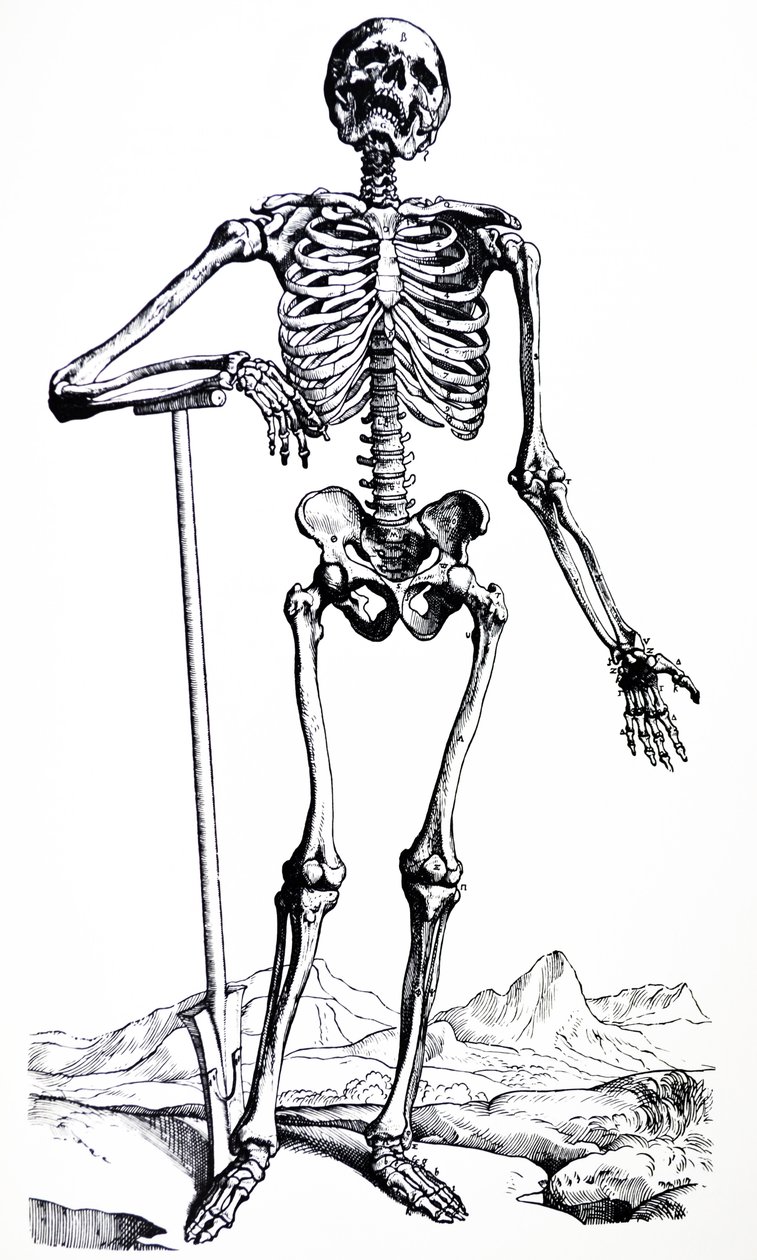 De Humani Corporis Fabrica第一本书中的版画 作者 安德鲁·维萨利厄斯