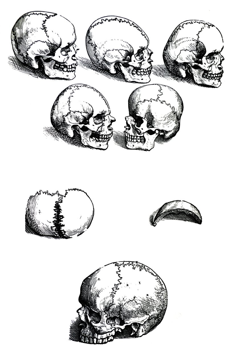 安德烈亚斯·维萨利斯（Andreas Vesalius）撰写的De Humani Corporis Fabrica第一本书中的版画，（1514-1564） 作者 安德鲁·维萨利厄斯