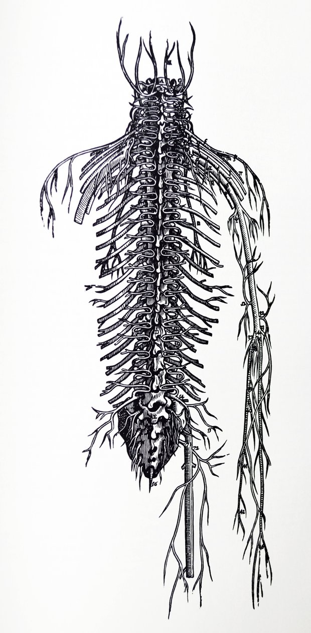 De Humani Corporis Fabrica第四书中的版画 作者 安德鲁·维萨利厄斯