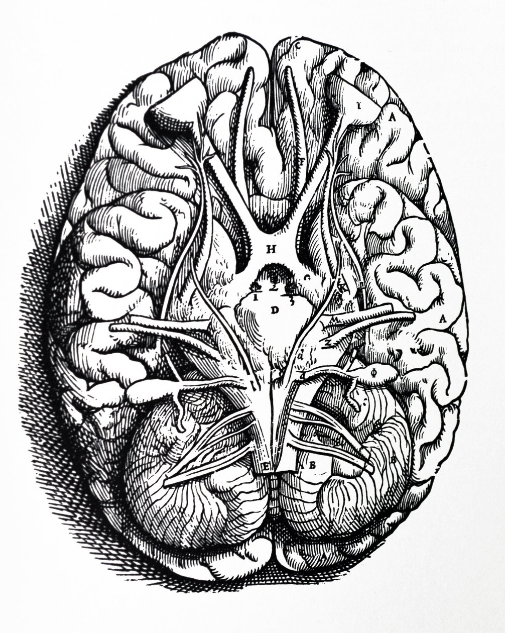 De Humani Corporis Fabrica第四书中的版画 作者 安德鲁·维萨利厄斯