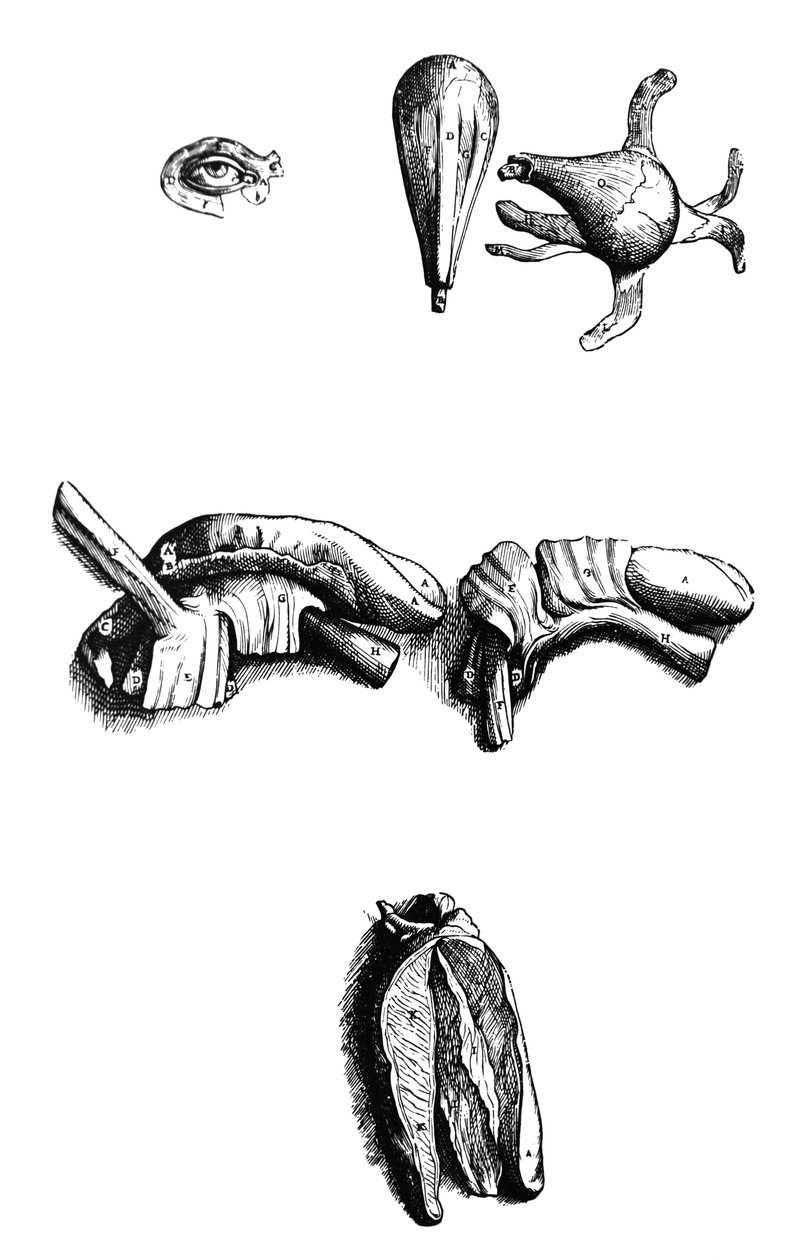 De Humani Corporis Fabrica第二本书中的版画 作者 安德鲁·维萨利厄斯
