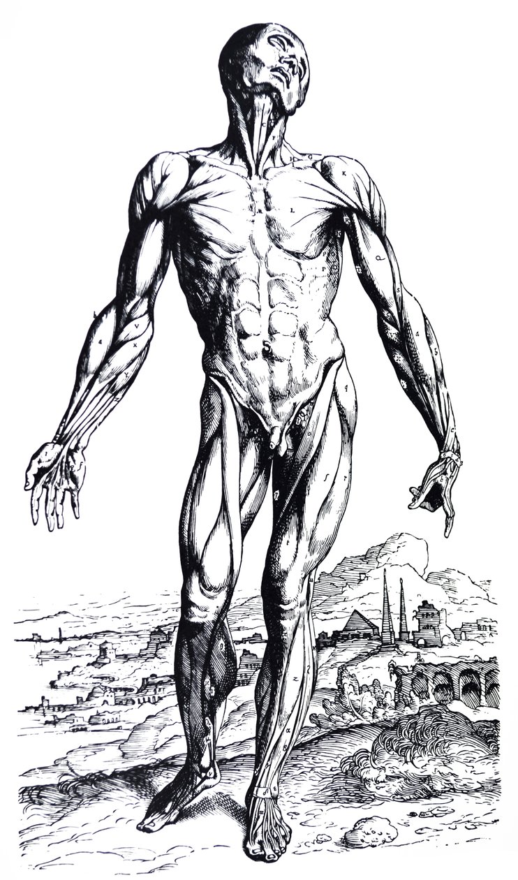 De Humani Corporis Fabrica第二本书中的版画 作者 安德鲁·维萨利厄斯