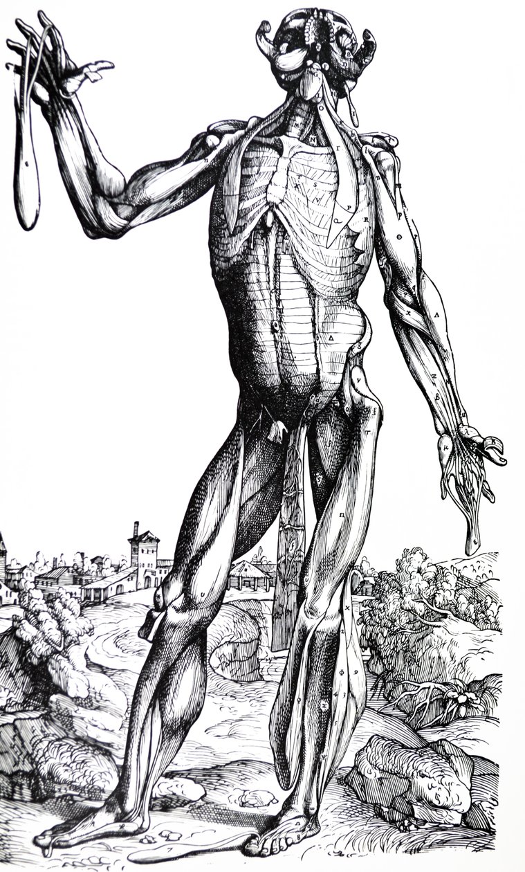De Humani Corporis Fabrica第二本书中的版画 作者 安德鲁·维萨利厄斯