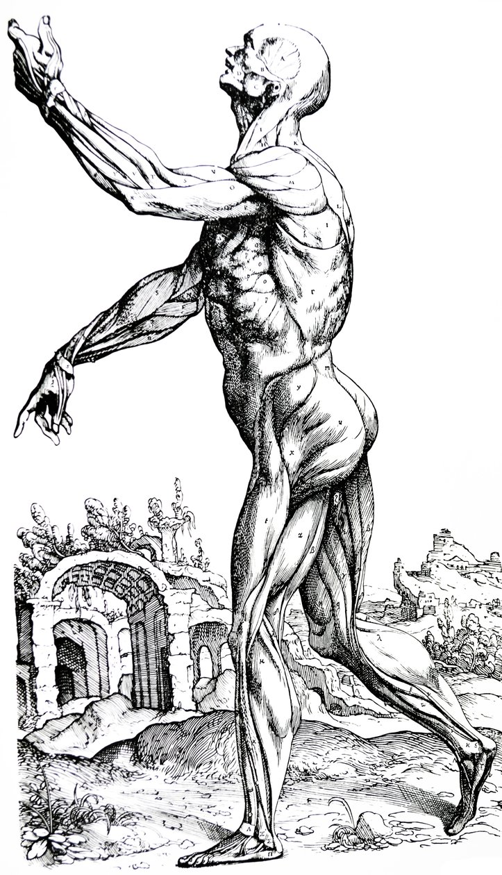 De Humani Corporis Fabrica第二本书中的版画 作者 安德鲁·维萨利厄斯