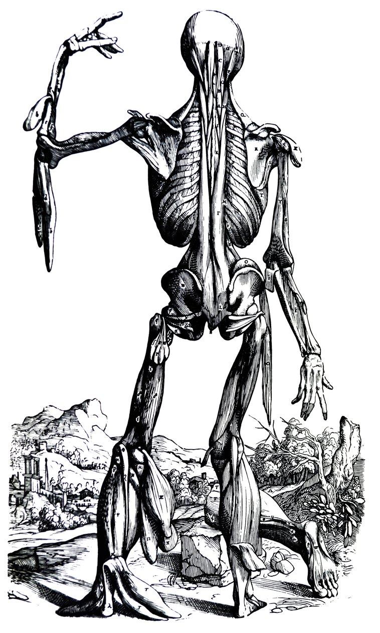 De Humani Corporis Fabrica第二本书中的版画 作者 安德鲁·维萨利厄斯